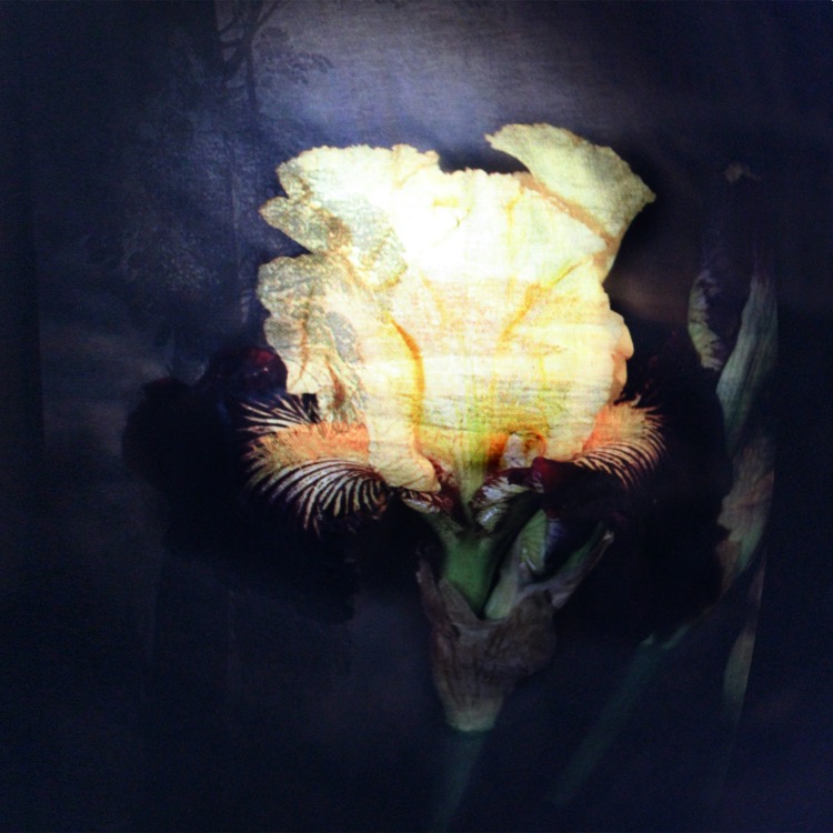 iris 40x40cm.jpg