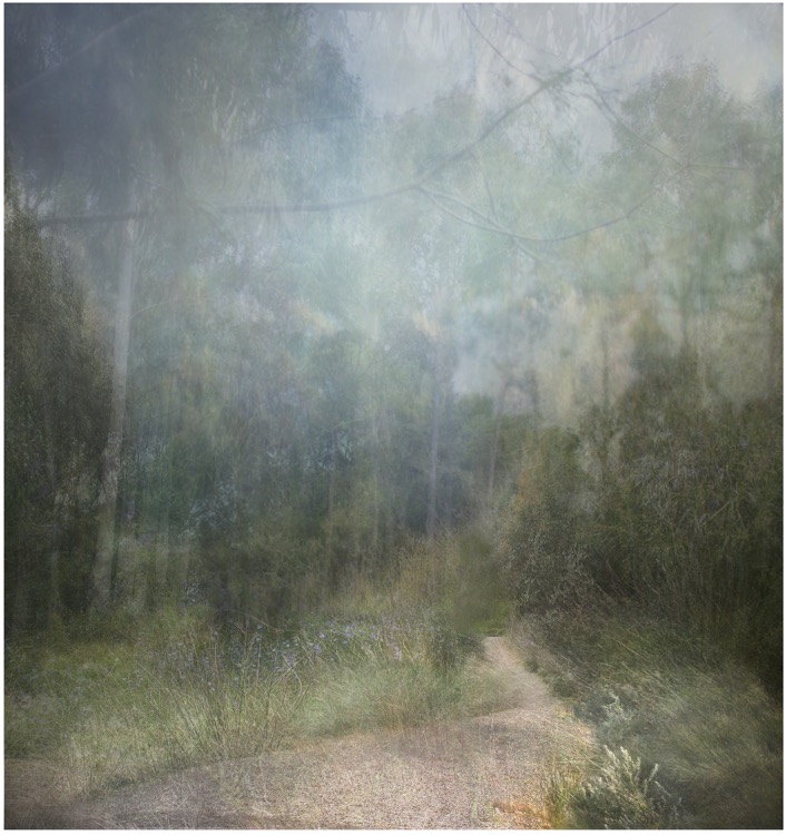 the sound of trees.jpg