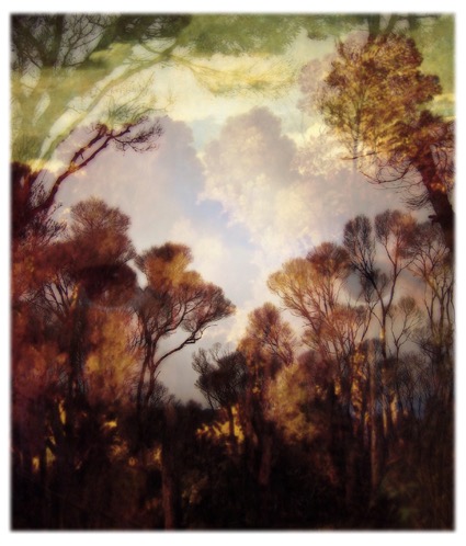 into the woods / pigment print / 57.5 x 50